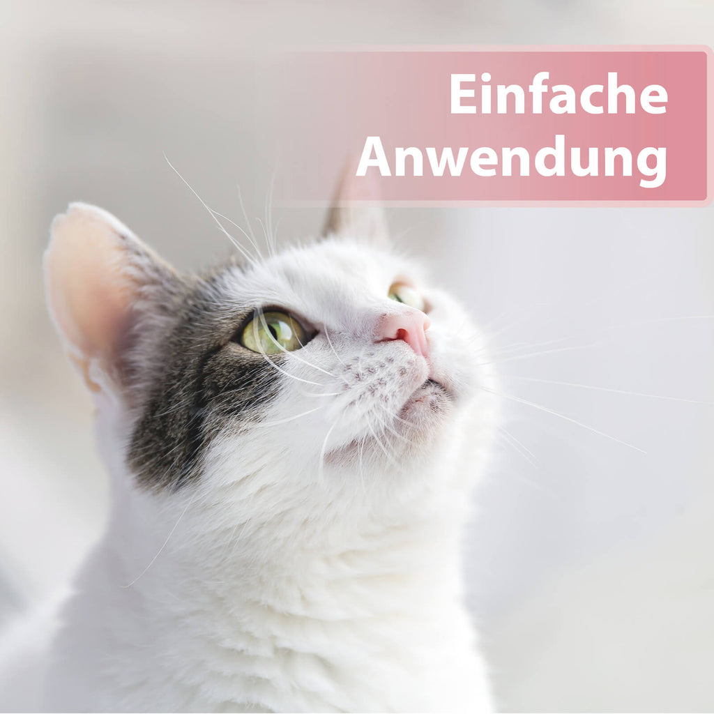 Helle Katze schaut nach oben - Einfache Anwendung