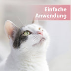 Helle Katze schaut nach oben - Einfache Anwendung