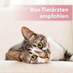 Katze liegt auf der Seite - Von Tierärzten empfohlen