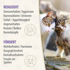 Felisept Family Comfort reduziert Stressverhalten und fördert Wohlbefinden