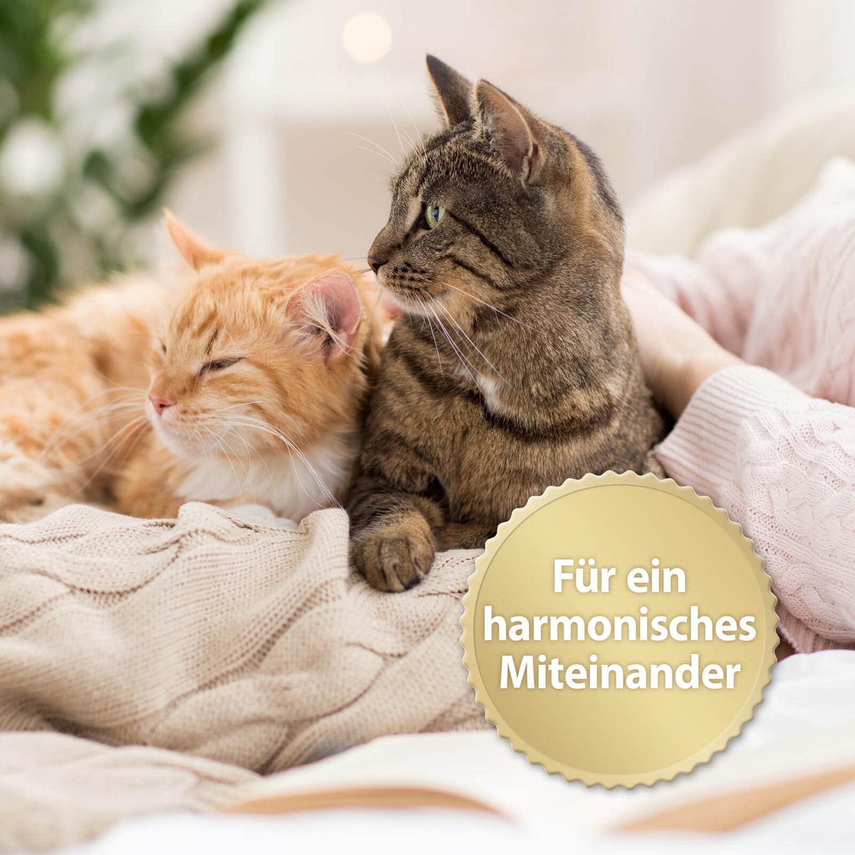 Zwei Katzen kuscheln - Für ein harmonisches Miteinander