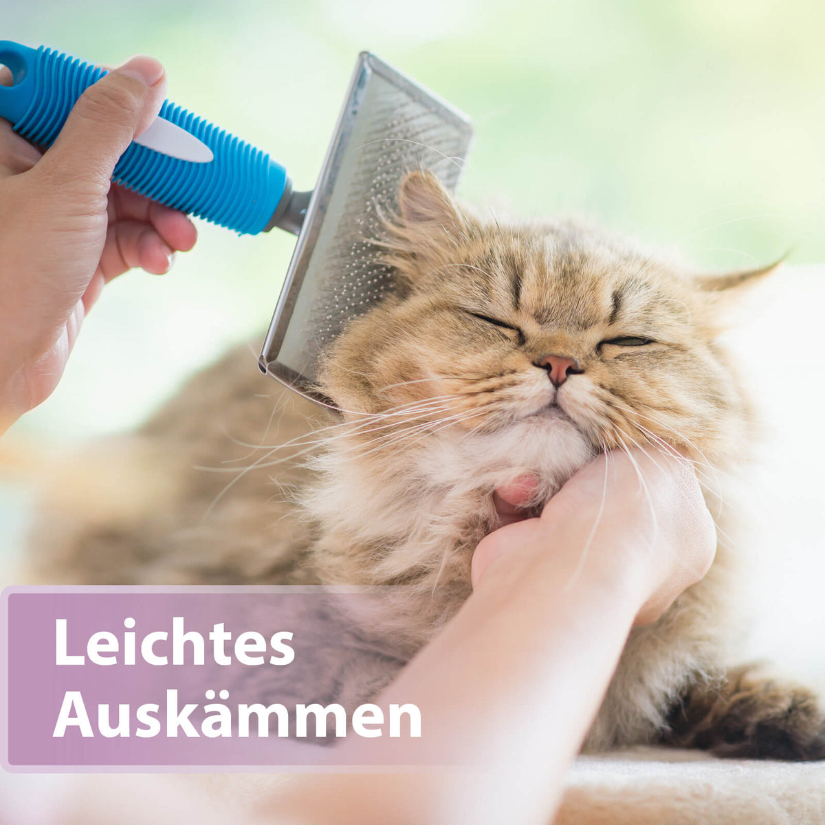 Langhaarkatze wird gekämmt - Leichtes Auskämmen