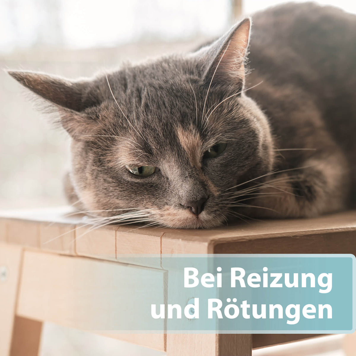 Braune Katze liegt auf Stuhl - Bei Reizungen und Rötungen