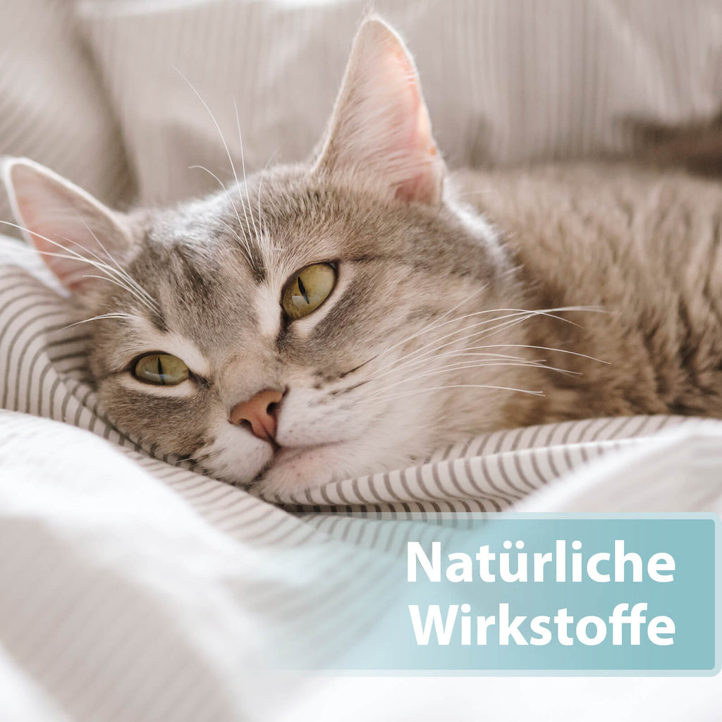 Katze liegt auf Bettdecke - Natürliche Wirkstoffe
