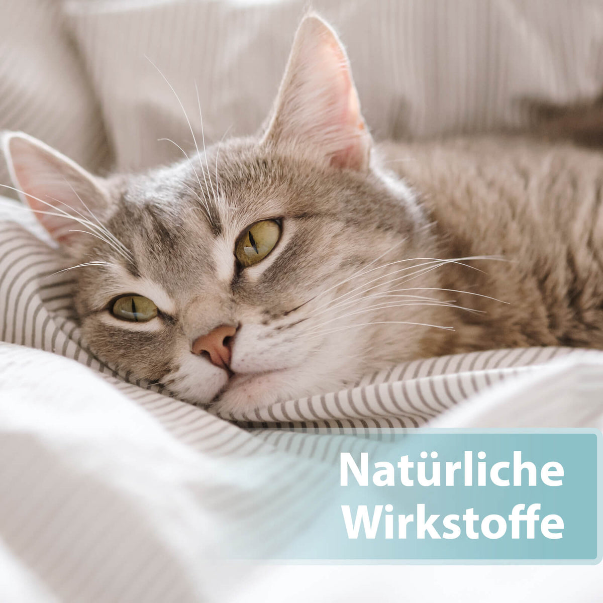Katze liegt auf Bettdecke - Natürliche Wirkstoffe