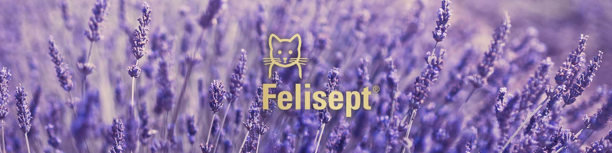 Felisept Katzenberuhigung Katzenminze