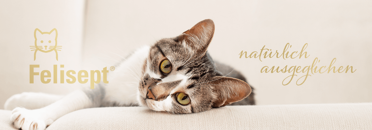 Liegende Katze - Felisept natürlich ausgeglichen