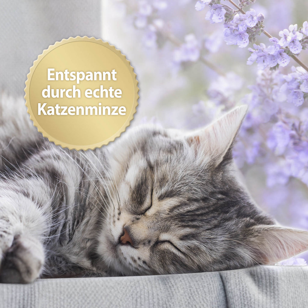 Katze schläft - Entspannt durch echte Katzenminze