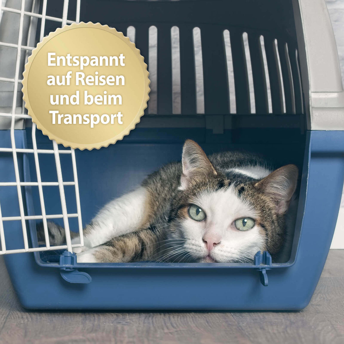 Katze liegt in Transport-Box - Entspannt auf Reisen und beim Transport