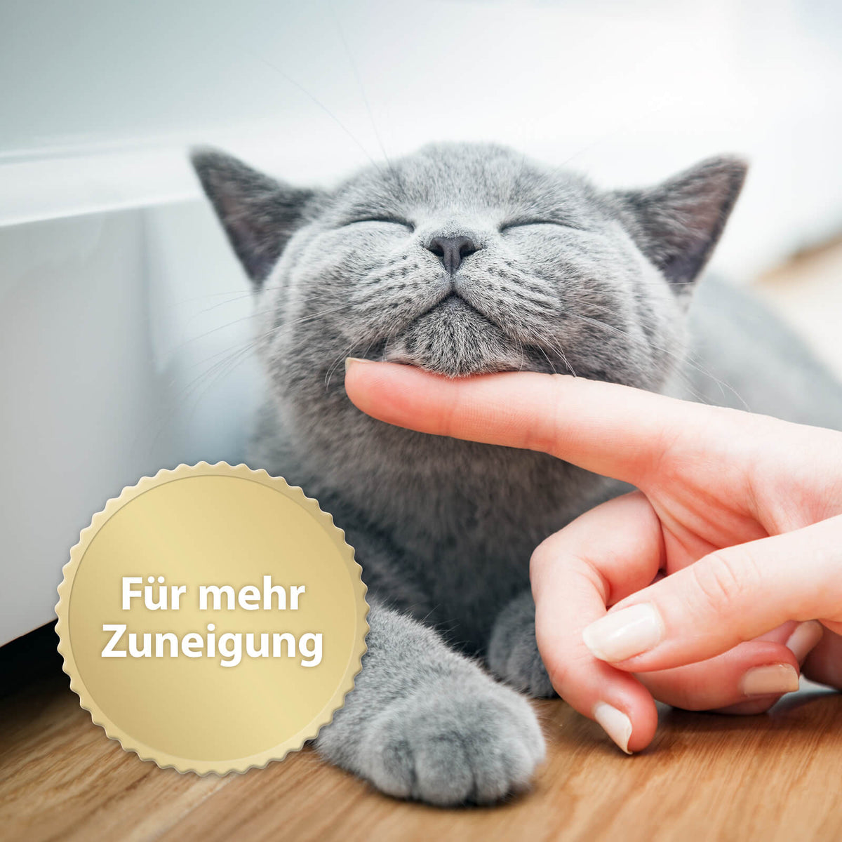 Graue Katze lässt sich am Kinn streicheln mit der Schrift "Für mehr Zuneigung"
