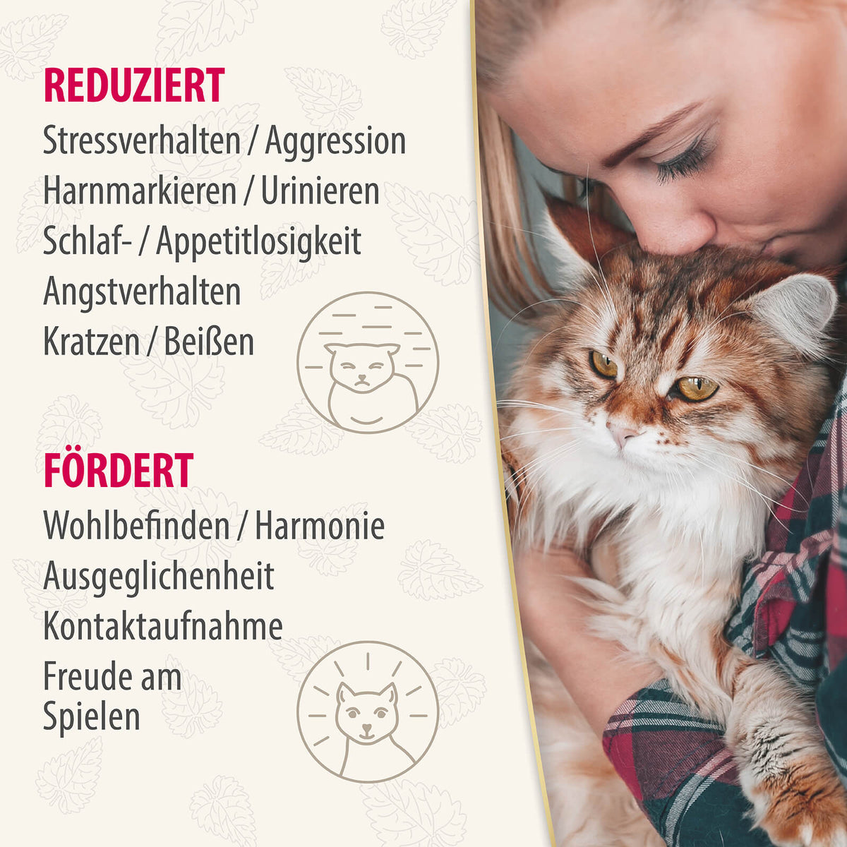 Felisept Home Comfort reduziert Stressverhalten und fördert Wohlbefinden