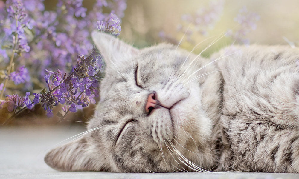 Schlafende Katze mit Katzenminze
