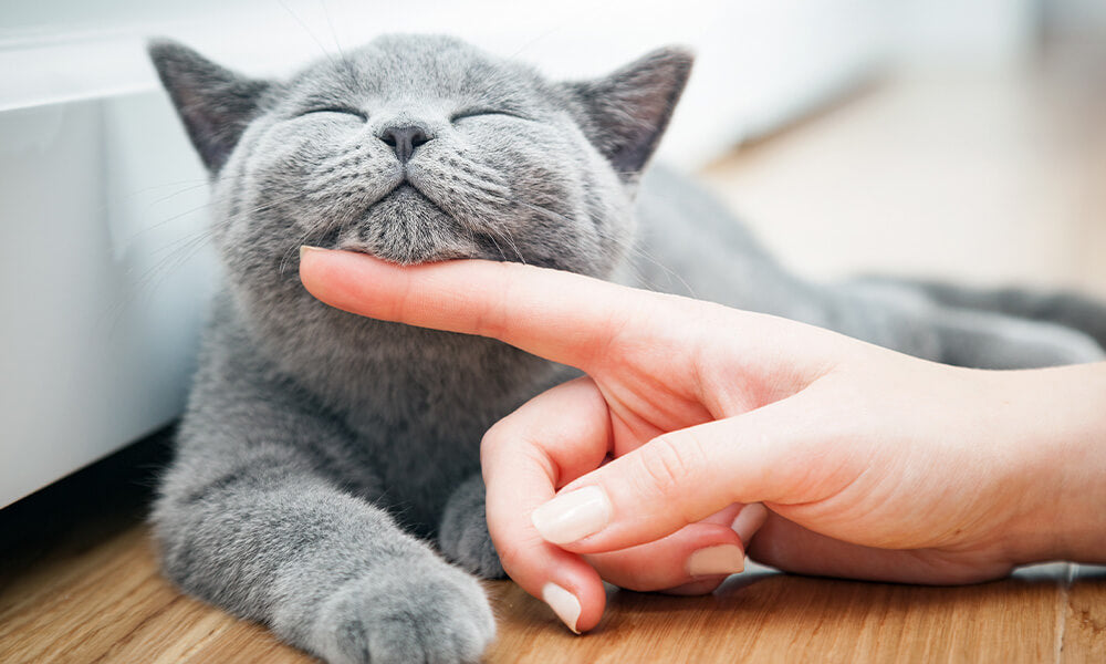 Graue Katze mit Kopf auf Zeigefinger