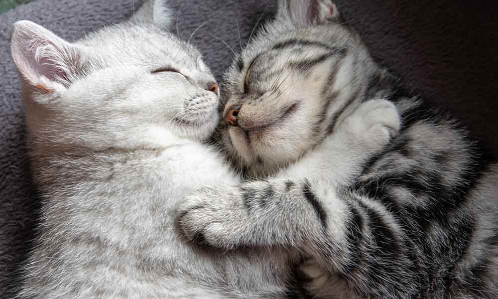 Zwei Katzen liegen nebeneinander und kuscheln