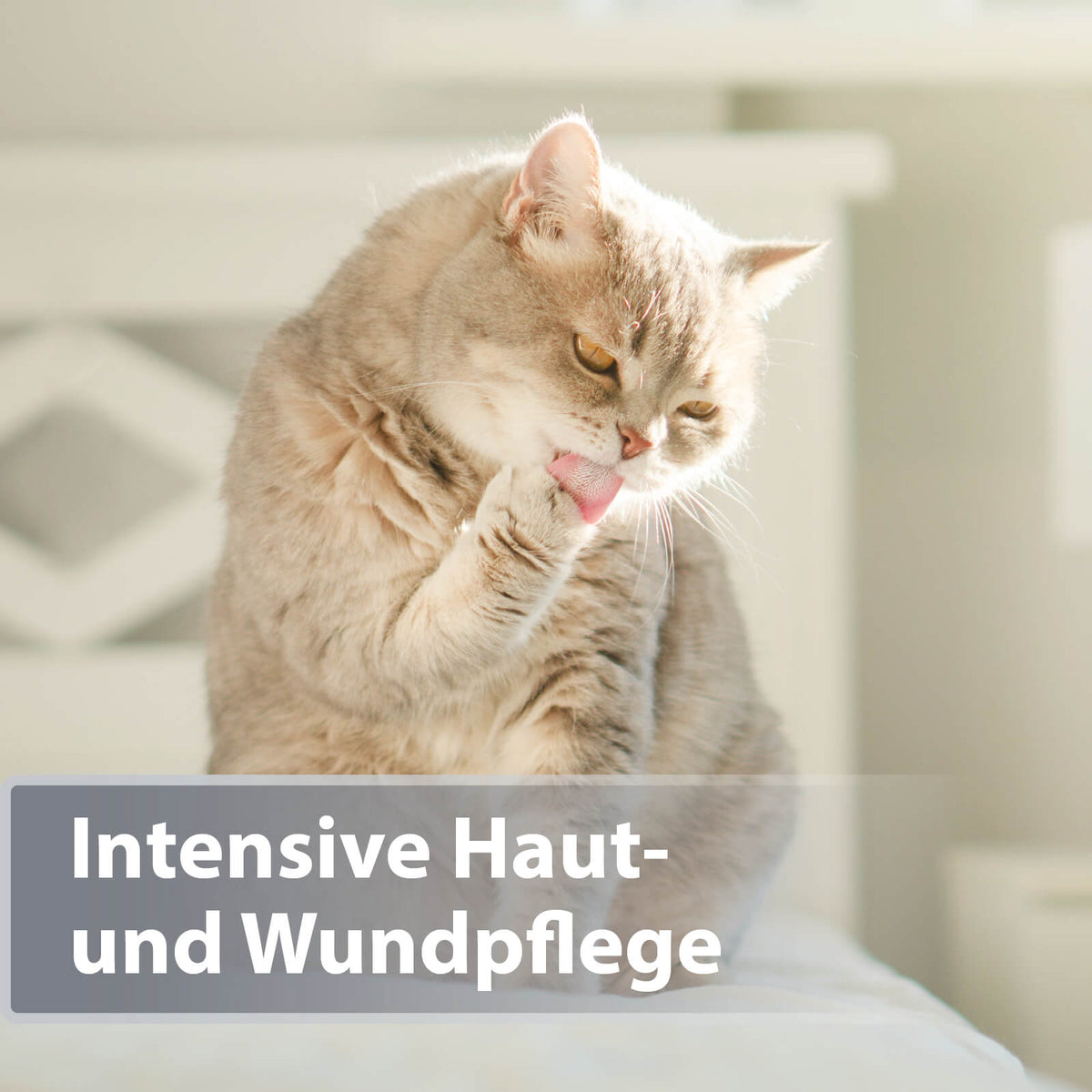 Graue Katze sitz auf Bett und leckt sich Pfote - Intensive Haut- und Wundpflege