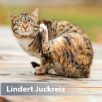 Gestreifte Katze kratzt sich am Kopf - Lindert Juckreiz