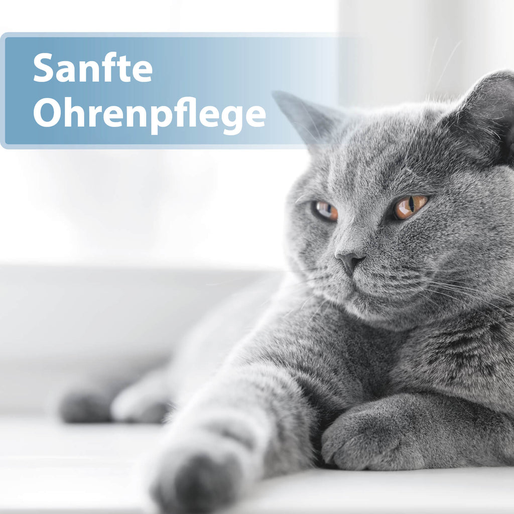 Graue Katze liegt auf der Seite - Sanfte Ohrenpflege