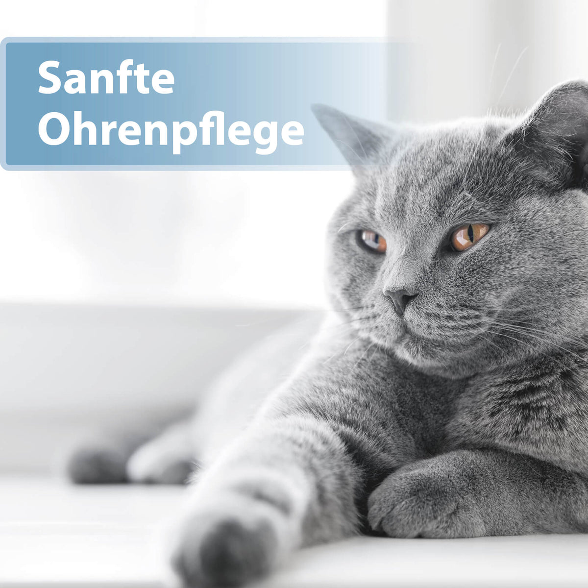Graue Katze liegt auf der Seite - Sanfte Ohrenpflege