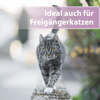 Graue Katze läuft über schmale Mauer - Ideal auch für Freigängerkatzen