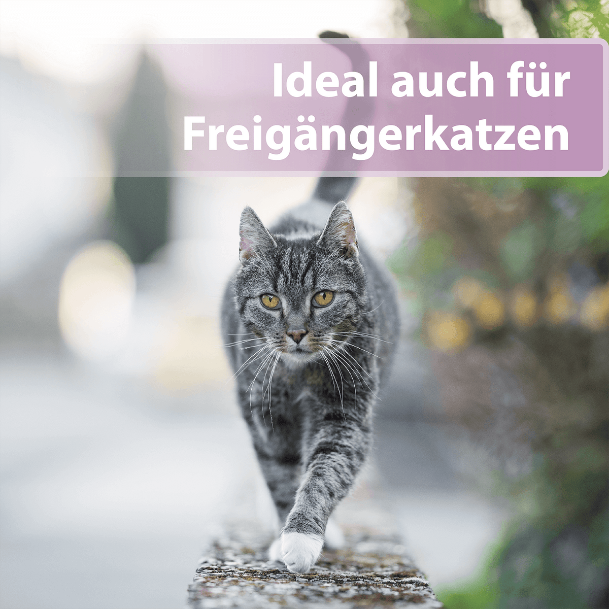Graue Katze läuft über schmale Mauer - Ideal auch für Freigängerkatzen