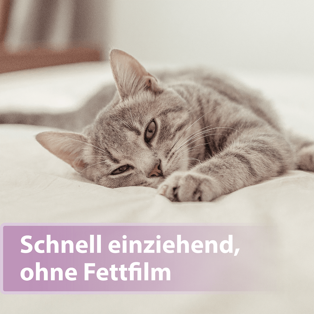 Graue Katze streckt sich im Bett - Schnell einziehend, ohne Fettfilm