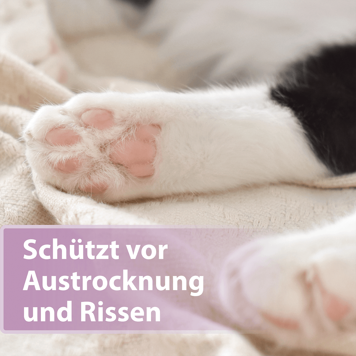 Weiße Katzenpfote - Schützt vor Austrocknung und Rissen