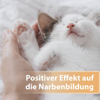 Katzenbaby liegt auf Rücken und streckt Pfote - Positiver Effekt auf die Narbenbildung