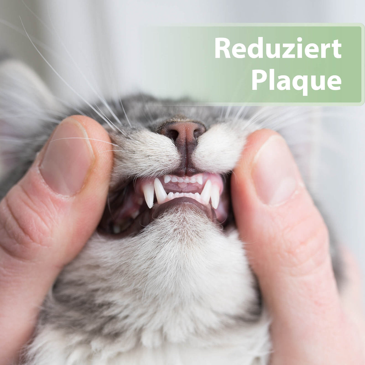 Sauberes Katzengebiss - Reduziert Plaque