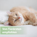 Helle Katze liegt auf der Seite - Von Tierärzten empfohlen