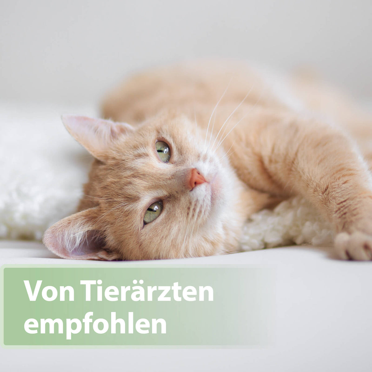Helle Katze liegt auf der Seite - Von Tierärzten empfohlen